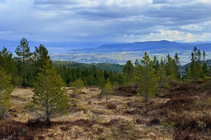 a tree with a mountain in the background