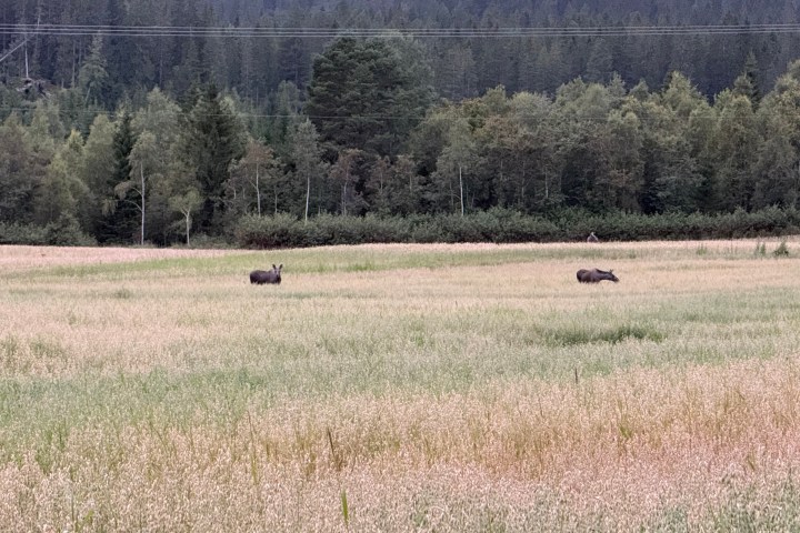 Two moose in a grassy field with a forest background.