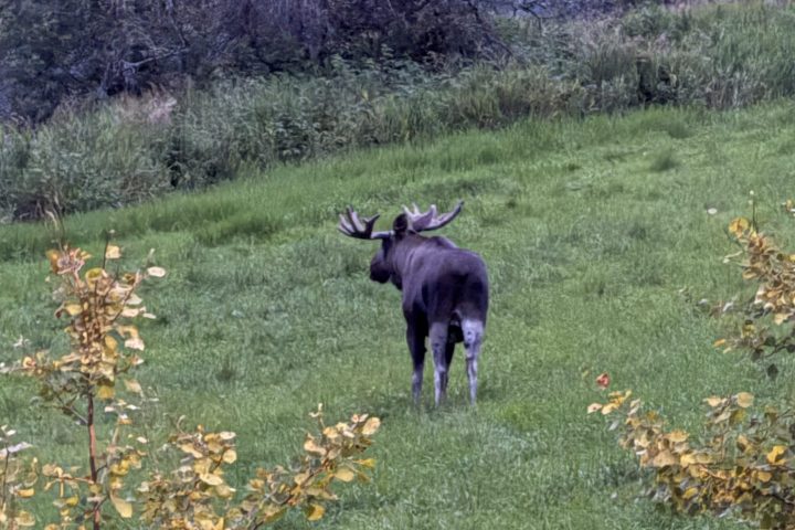 Moose standing in a grassy field with trees in the background.