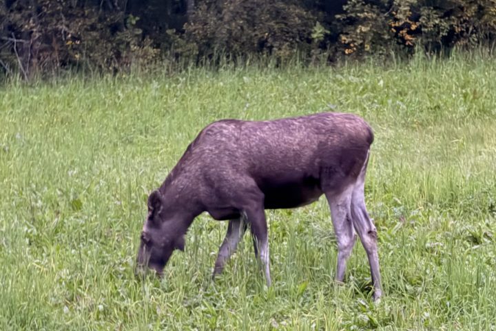 A moose grazing in a grassy field near trees.