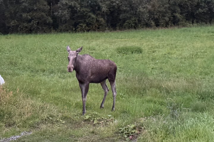 Moose standing in a grassy field with trees in the background.