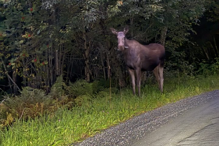 Moose standing on grassy roadside next to trees.